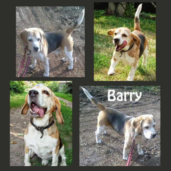 BARY – pan w średnim wieku, czeka na nowy dom