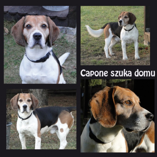 Piękny CAPONE czeka na dobry dom