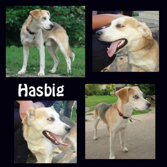 Mix beagle i husky HASBIG wciąż szuka domu 