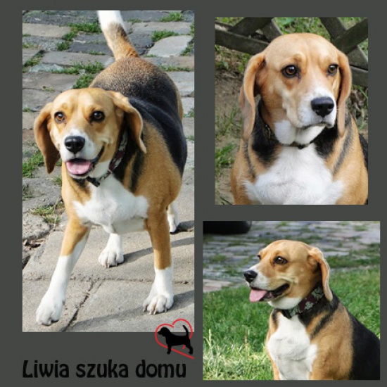 Sunia beagle LIWIA szuka dobrego domu 