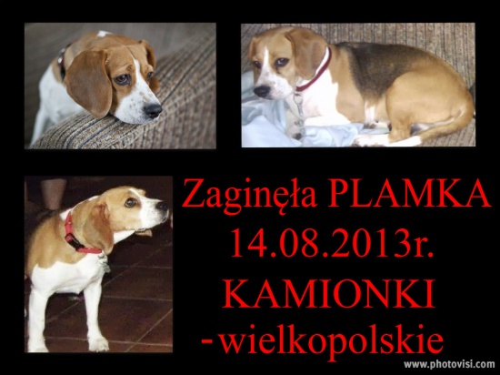 Zaginęła suczka beagle tricolor Kamionki 