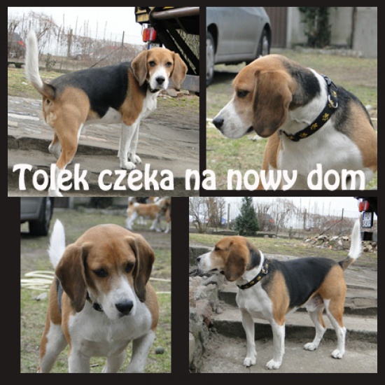 Młodziutki TOLEK czeka na nowy dom