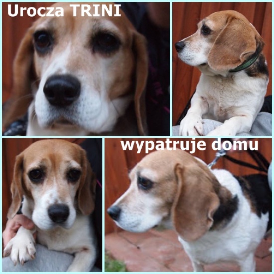 Urocza TRINI wypatruje domu